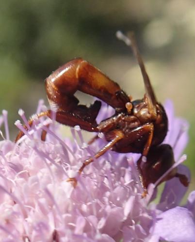 Réf. 296 778 : Sicus ferrugineus